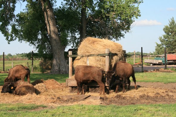 A few bison at Buffalo Bill's home in North Platte, Nebraska