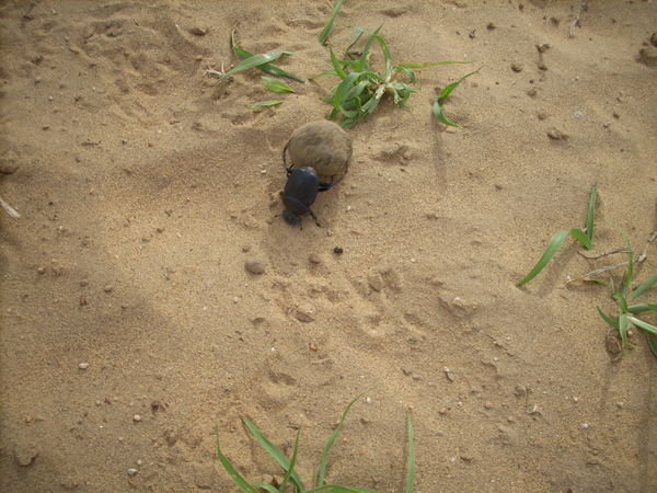 Dung Beetle rolling poo