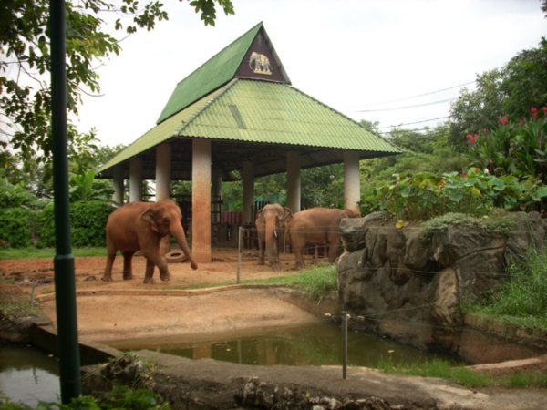 Dusit Zoo elephants