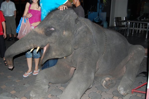 Baby Elephant... walk?