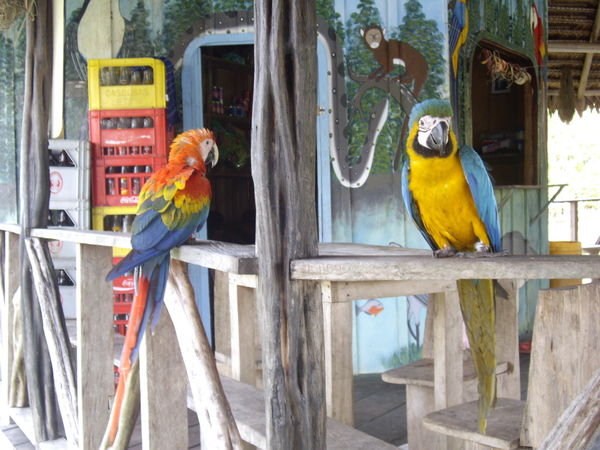 Parrots!