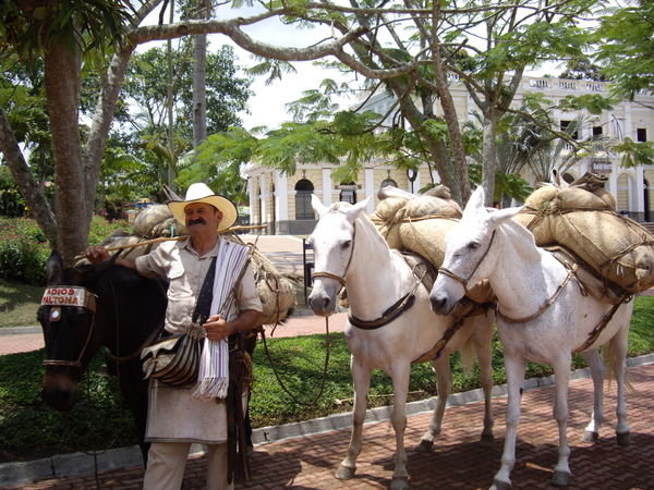 Horses used to transport coffee!