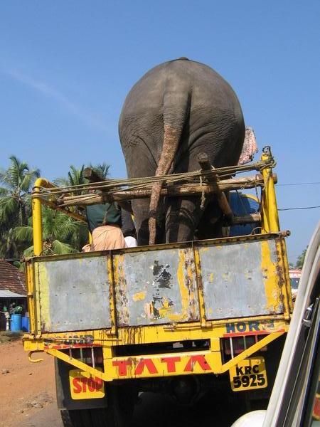 Elephant going for a ride