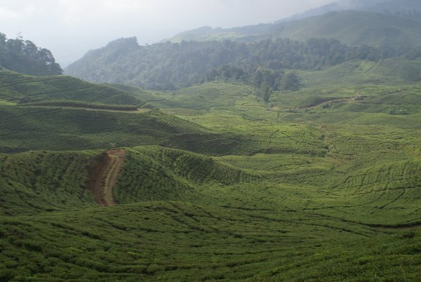 tea plantaion in Pundak Pass