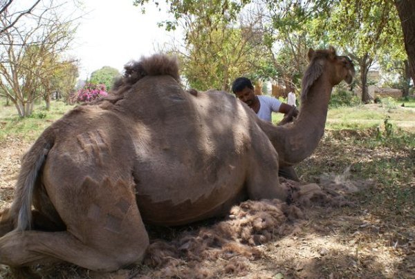 Camel shaving