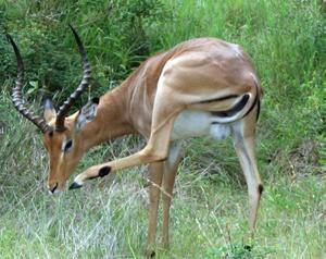 Impalas, the McDonalds of Kruger Park