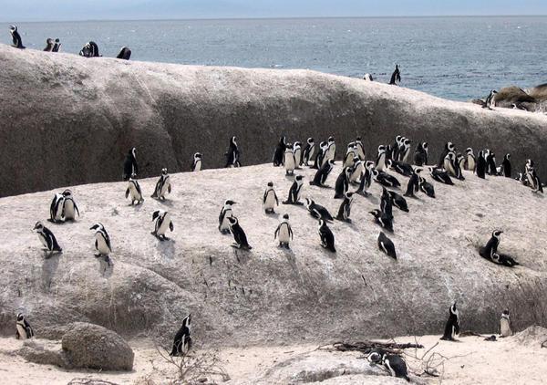 Penguins Galore