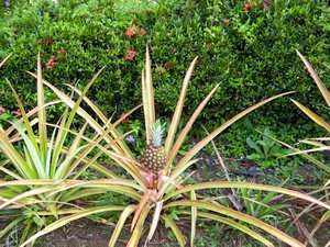 Wild Pineapples
