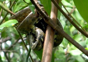 Snake in the tree
