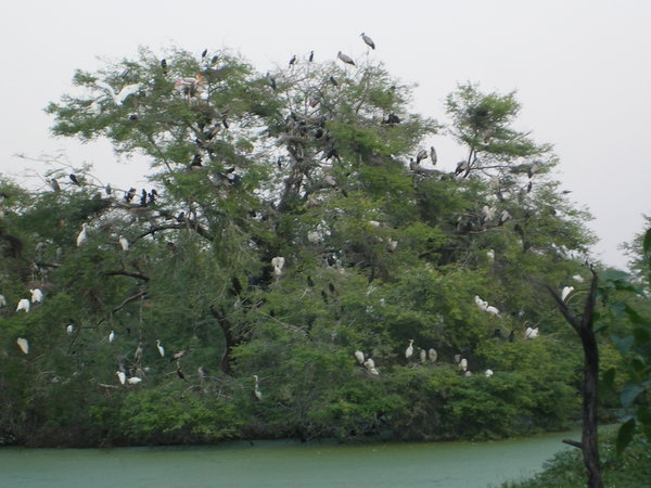 Keolandeo Bird sanctuary