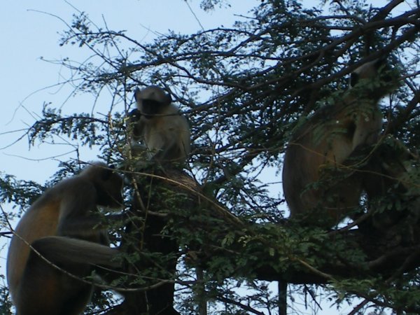Ranthambhore National Park