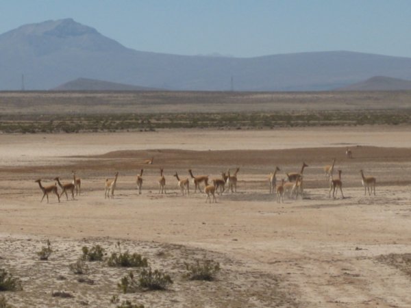 12. Vicuña's on the Altiplano