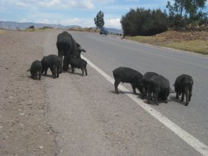 18. A family of pigs walking in the road!