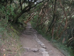 52. Walking in forest, Day 2 of Inca Trail