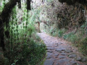 89. Walking through cloud forest, Day 3 pof Inca Trail