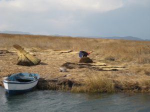 30. Collecting Reeds for the Uros Islands