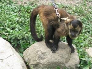 32.Monkey at animal refuge at bottom of World's most dangerous road