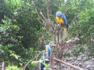 34. Parrots at animal refuge at bottom of World's most dangerous road