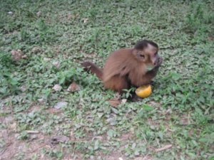 35.Monkey chewing on orange at animal refuge at bottom of World's most dangerous road