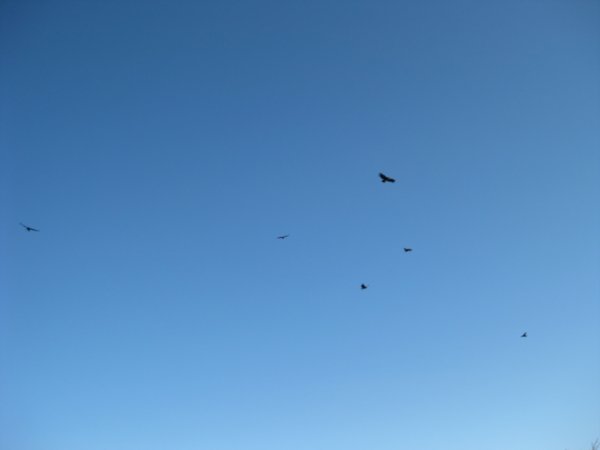 15. Condors on Estancia Huechahue