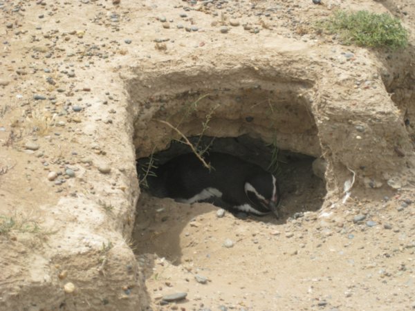 13. Magellanic Penguins in a burrow, Penninsula Valdes