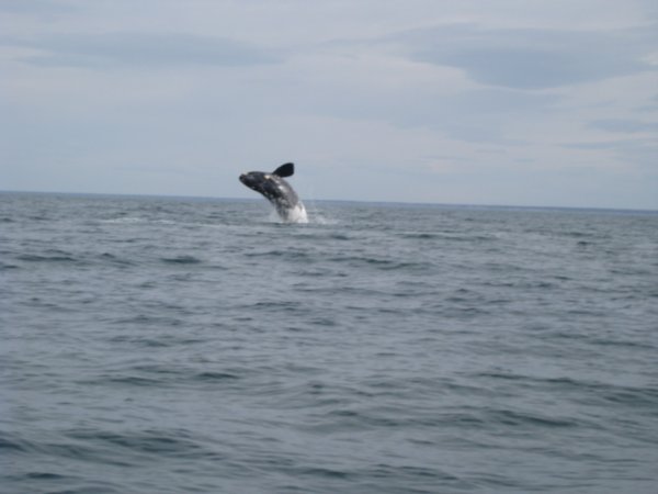 2. Whale watching off Penninsuka Valdes - whale jumping out of the water