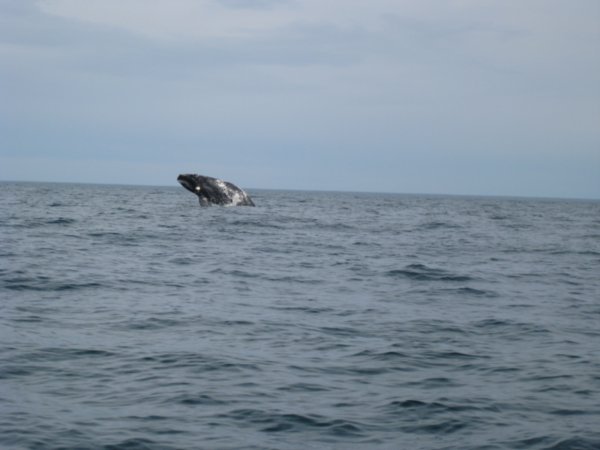 5. Whale watching off Penninsuka Valdes - whale jumping out of the water