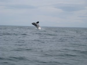 2. Whale watching off Penninsuka Valdes - whale jumping out of the water