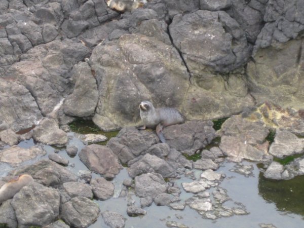 12. Fur Seal, Otago Penninsula