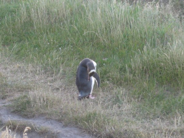16. Yellow-Eyed Penguin, Otago Penninsula