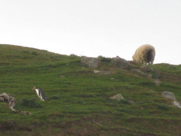 19. A penguin and a sheep in the same picture...only in NZ on the Otago Penninsula