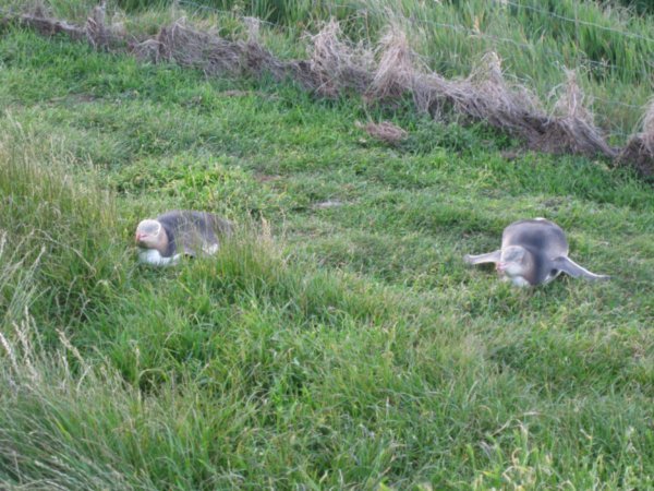 17. Yellow-Eyed Penguins nesting, Otago Penninsula