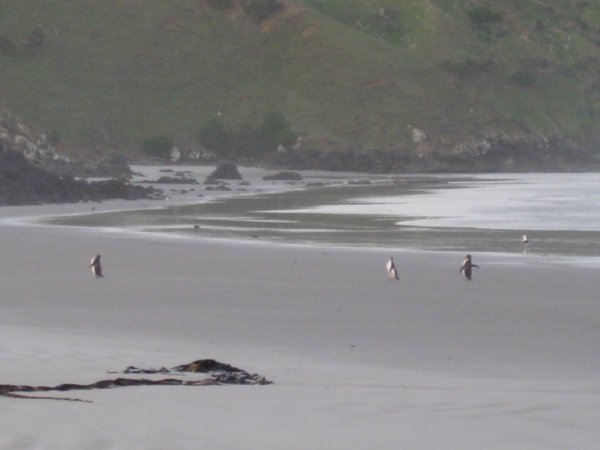 23. Yellow-Eyed penguins making their way across the beach, Otago penninsula