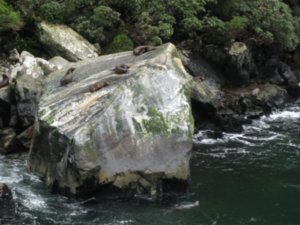 65. Fur seals on rock in Milford Sound