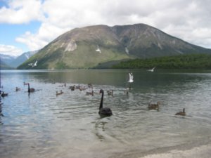 36. Black swans & ducks on Lake Rotoiti, Nelson Lakes national park