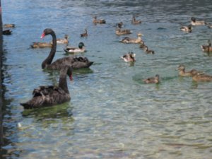 37. Black swans & ducks on Lake Rotoiti, Nelson Lakes national park