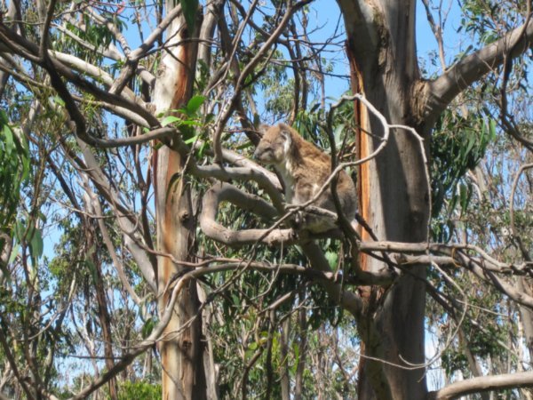 54. Koala Bear on the Great Ocean Road