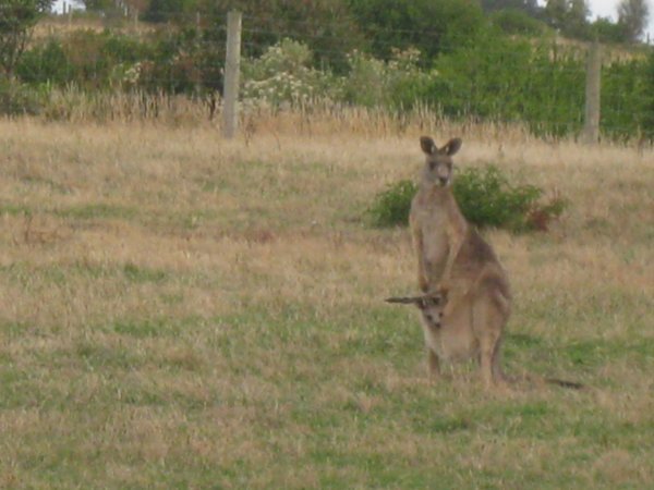 61. Kangaroo with Joey, Cape Schank, Mornington penninsula