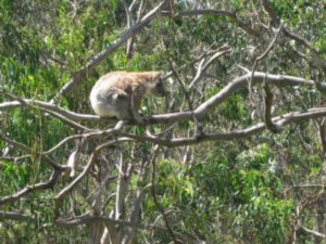 52. Koala Bear on the Great Ocean Road
