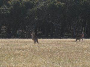 57. Kangaroo's on the Great Ocean Road