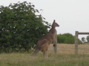60. Kangaroo, Cape Schank, Mornington penninsula