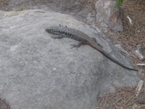 72. Lizard at Palm beach, Sydney
