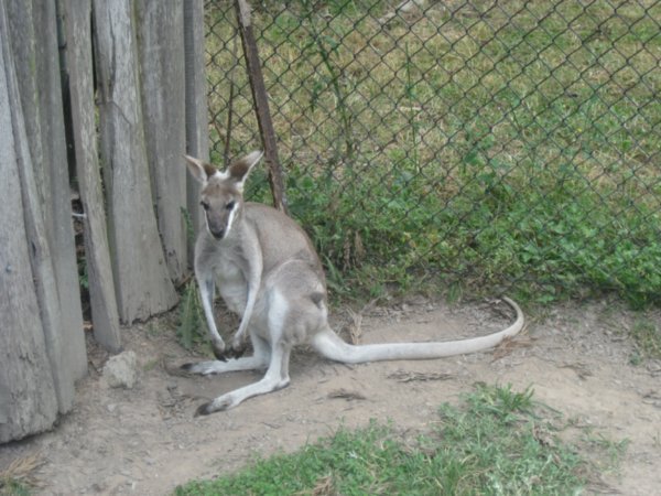 39. Kangaroo, Lone Pine Koala Sanctuary, Brisbane