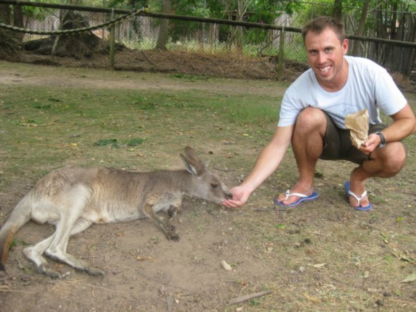 40. Feeding a Kangaroo, Lone Pine Koala Sanctuary, Brisbane