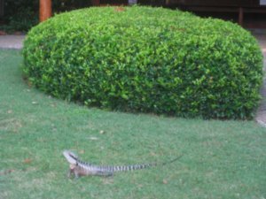 24. Lizard in Botanic Gardens, Brisbane