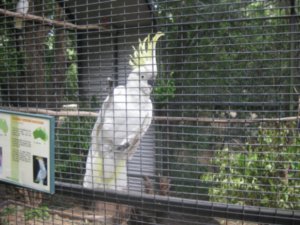 25. Cockatoo, Lone Pine Koala Sanctuary, Brisbane