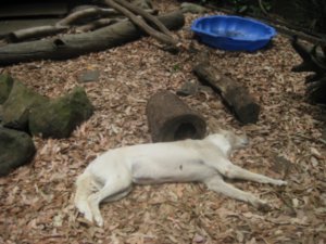 26. Dingo sleeping, Lone Pine Koala Sanctuary, Brisbane