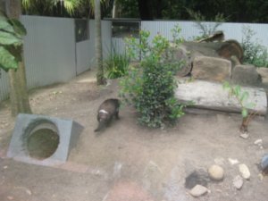 27. Tasmanian Devil, Lone Pine Koala Sanctuary, Brisbane