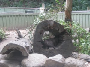 28. Wombat sleeping in a log, Lone Pine Koala Sanctuary, Brisbane