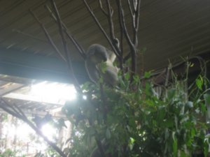 29. Koala sleeping in a tree, Lone Pine Koala Sanctuary, Brisbane